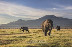 Wildlife photograph of elephants against backdrop of Mt Kilimanjaro