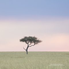 Artistic photo of lone Acacia tree in Mara Reserve of Kenya