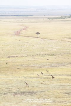 African safari photograph showing group of giraffes on the plains of Kenya's Maasai Mara