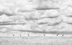 Simple artistic monochrome photo of african wildlife 