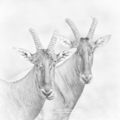 Fine art photograph of portrait of Topi antelope