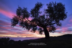 Olive tree silhouetted against a dramatic colourful dusk sky over the Messinian Bay