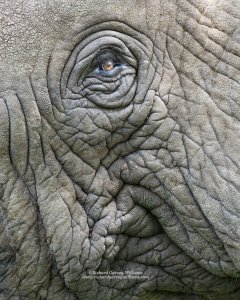 Portrait photograph showing detail of african elephant eye and skin