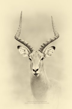 Fine art sepia african wildlife photograph of an impala male facing the camera