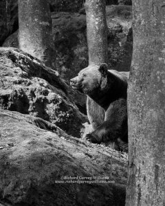 Black and white photo of European Brown bear walking through woods in Bavaria