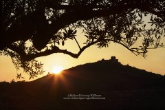 Silhouette of Haravgi Castle at sunset framed by olive tree