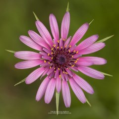 Simple image of salsify flower