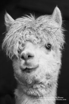 Portrait of an alpaca in monochrome
