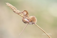 Field mice greeting each other