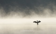 Cormorant airing wings on lake in Devon