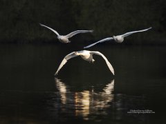 Birds in flight over water