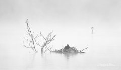 Moody photo of bird life on foggy lake