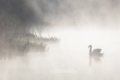 Atmospheric photo of swan on misty lake