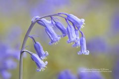 Soft artistic photograph of a bluebell flower with dappled background