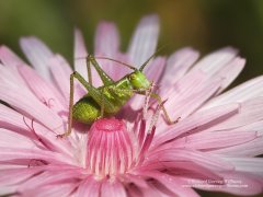 Garden wildlife photography showing a cricket nymph