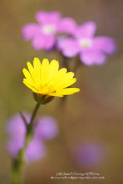 Garden photography of yellow and pink wild flowers 