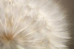 Abstract fine art photography depiction of a salsify flower seed head