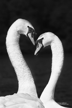 Necks of swans forming heart shape for love