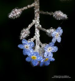 Macro photo of water droplets on blue forget-me-nots