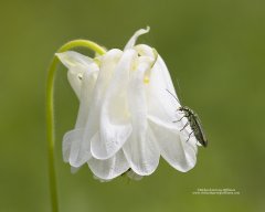 Close up of beetle on wild columbine flower