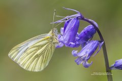 White butterfly on bluebell