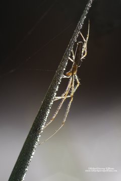 Macro photo of a grass spider