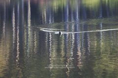 Nature fine art photograph of coot on patterned water surface