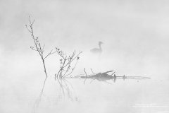 Moody photo of grebe on misty lake