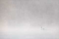Lone swan on mist covered lake