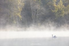 Swan on mist covered lake in Devon