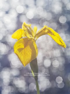 Fine art nature photograph of a Yellow Flag Iris flower 