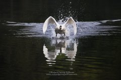 Wildlife action photograph of male mute swan defending his territory 