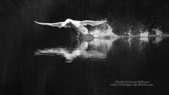 Graphic dramatic black and white photograph of swan racing over water