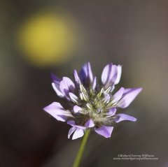Close-up photograph of wild labiatae flower in Greece