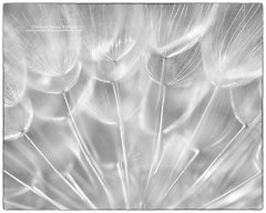 Abstract fine art photograph of flower seed head