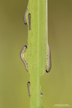 Caterpillars eating an iris leaf