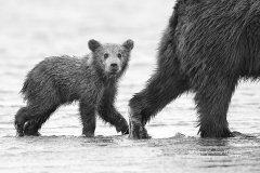 Cute grizzly bear cub in Alaska