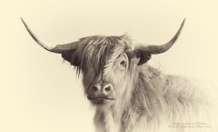 Sepia tinted fine art portrait of Scottish highland cow