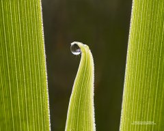 Nature close up - dew on iris