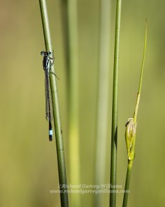 Close-up of blue-tailed damselfly on reed