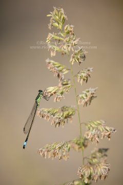 Artistic nature photograph of damselfly on orchard grass