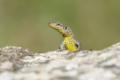 Close-up wildlife portrait of a Greek Rock Lizard