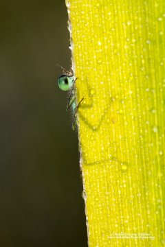 Close up of a damselfly peeking around a leaf