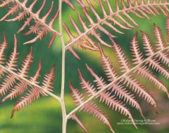 Fine Art Nature image of bracken leaves captured with photography