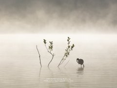 Atmospheric minimalist photo of a coot on a misty lake at dawn