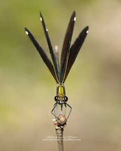 Close up nature photograph of Beautiful Demoiselle insect