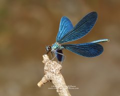 Macro insect photo of a Beautiful Demoiselle in Greece