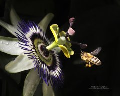Bee flying to a passion flower