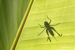 Graphic photograph of a cricket on a leaf