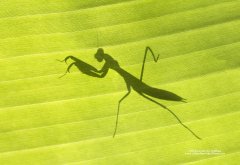 Wildlife silhouette of a praying mantis